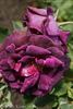 Blue Boy rose photo