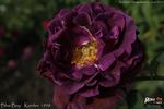 Blue Boy rose photo