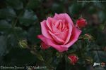 Blühendes Barock rose photo