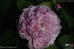 Boula de Nanteuil rose photo