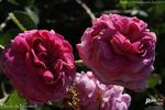 Boula de Nanteuil rose photo