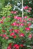 Brindis rose photo