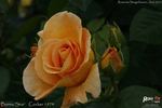 Burma Star rose photo