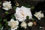 Buttermere rose photo