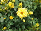 Sweet Diana rose photo