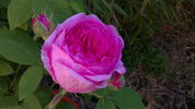 Reverend d'Ombrain rose photo