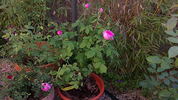 Reverend d'Ombrain rose photo