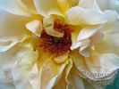 Dreaming Spires rose photo