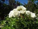 Geschwister Scholl rose photo