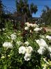 Geschwister Scholl rose photo