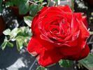 Conquistador rose photo