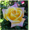 Family Holiday rose photo