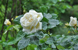 Countess of Wessex rose photo