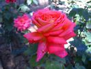 Croft Original rose photo