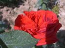 Angelus rose photo