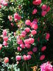 Winifred Coulter Cl. rose photo