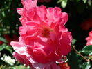 Winifred Coulter Cl. rose photo