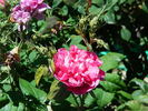 Verdun rose photo