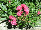 Verdun rose photo