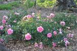 Borderer rose photo