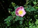 <i>Rosa</i> X <i>reversa</i> Waldst. et Kit. rose photo