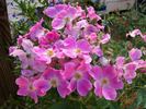 Nearly Wild rose photo