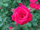 Red Seduction rose photo