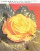 Yellow Pages rose photo