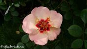 Persian Butterfly rose photo
