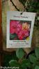 Persian Butterfly rose photo