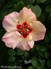 Persian Butterfly rose photo