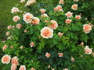 Emi rose photo