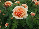 Emi rose photo