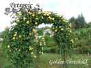 Golden Threshold ™ rose photo