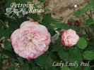 Lady Emily Peel rose photo