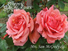 Mrs. Sam McGredy, Cl. rose photo