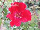 Soldier Boy rose photo