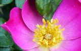 Carlin's Rhythm rose photo