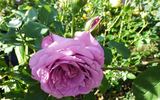 Lilac Dawn rose photo