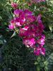 Madame Francisque Favre rose photo