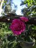Duchess of Sutherland rose photo
