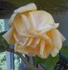 Mademoiselle Jeanne Phillipe rose photo