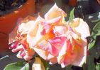 Mademoiselle Jeanne Phillipe rose photo