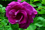 Violette Parfumée Gpt rose photo