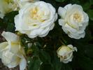 Weisse Gruss an Aachen rose photo