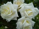 White Cockade rose photo