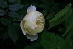 Yellow Romantica™ rose photo