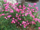 Candy Cane rose photo