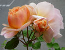 Pfirsichgold rose photo