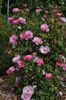 Bow Bells ™ rose photo